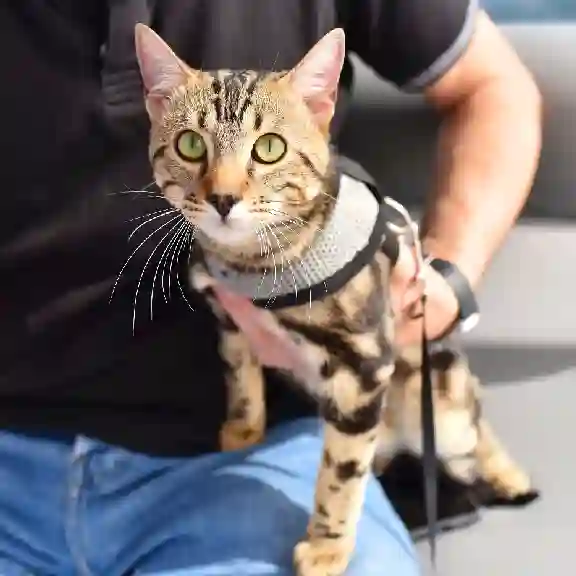 Chat Perdu 69M Métropole de Lyon Oullins-Pierre-Bénite - Roméo Chat Perdu 69M Métropole de Lyon Oullins-Pierre-Bénite - Roméo