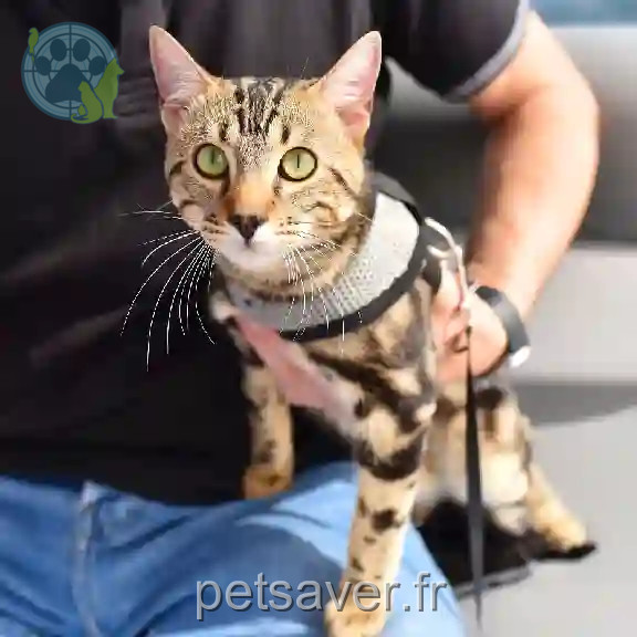 Chat Perdu 69M Métropole de Lyon Oullins-Pierre-Bénite - Roméo Chat Perdu 69M Métropole de Lyon Oullins-Pierre-Bénite - Roméo