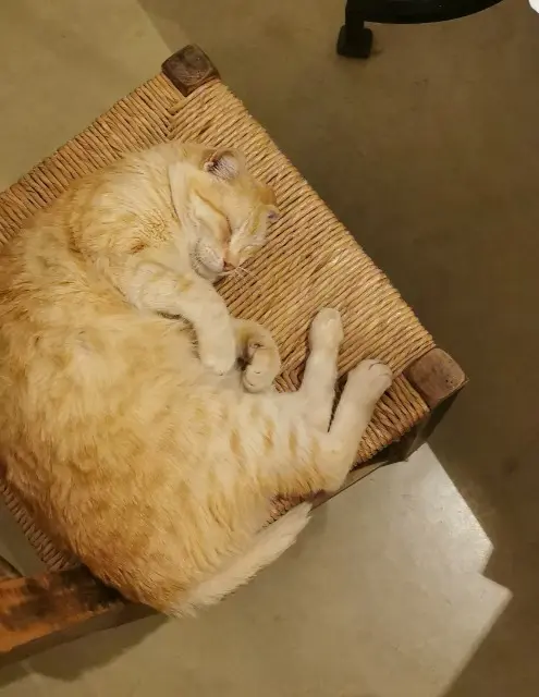 chat lost   69280 Marcy-l'Étoile Padcha