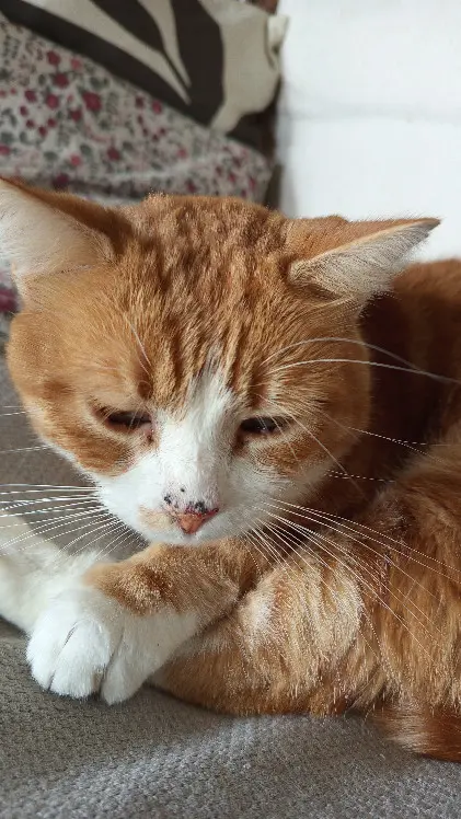 Chat Perdu 69M Métropole de Lyon - Pedro Chat Perdu 69M Métropole de Lyon - Pedro