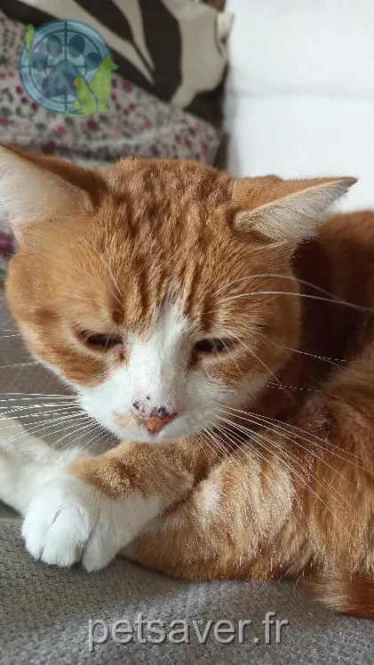 Chat Perdu 69M Métropole de Lyon - Pedro Chat Perdu 69M Métropole de Lyon - Pedro