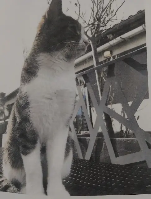 chat lost   69520 Grigny-sur-Rhône Pepette