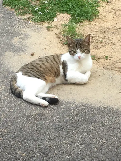 Chat Perdu 69M Métropole de Lyon - Pepsi Chat Perdu 69M Métropole de Lyon - Pepsi