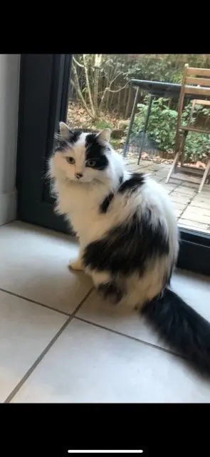 chat lost   69230 Saint-Genis-Laval Phripon