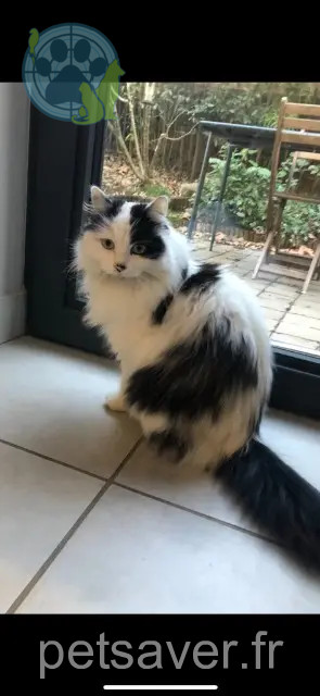 chat perdu 69230 Saint-Genis-Laval Phripon chat lost 69230 Saint-Genis-Laval Phripon