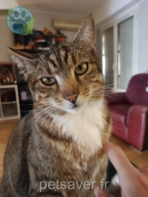 gato lost   69300 Caluire-et-Cuire Pipo