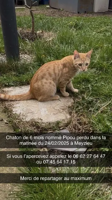chat lost   69330 Meyzieu Pipou