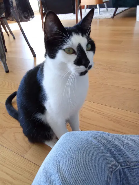 Kater vermisst 69730 Genay pirate Kater lost 69730 Genay pirate