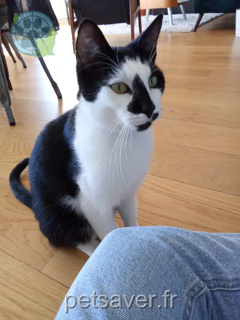gato perdido 69730 Genay pirate gato lost 69730 Genay pirate
