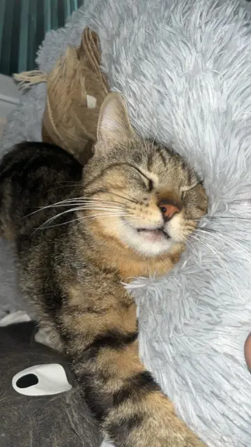 chat lost   69800 Saint-Priest Potcho