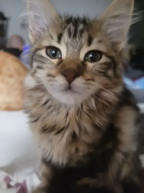 chat lost   69320 Feyzin Ptit cookie