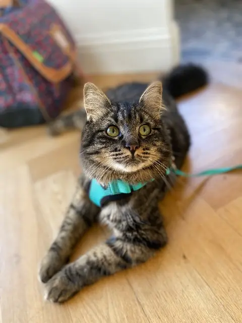 chat lost   69270 Fontaines-sur-Saône Raoul