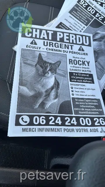 chat lost   69130 Écully Rocky