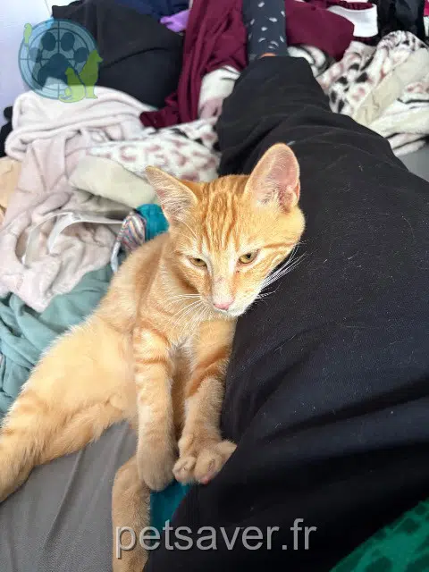 gato lost 69200 Vénissieux Rouky