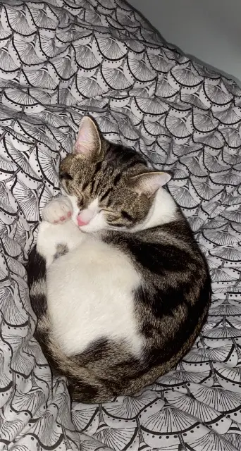 chat lost   69800 Saint-Priest Samba