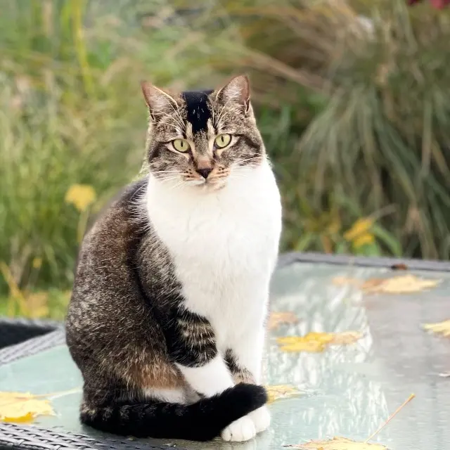 chat lost   69800 Saint-Priest Saxo