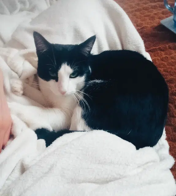 chat lost   69800 Saint-Priest Saï