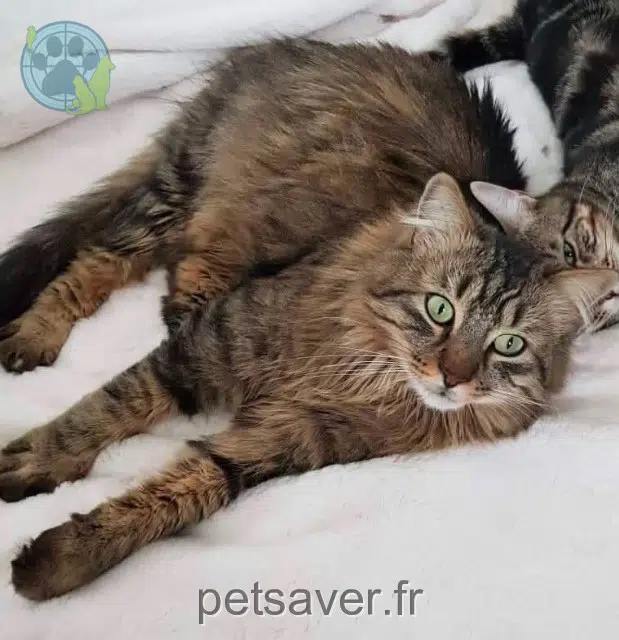 chat lost 69800 Saint-Priest Sheldon