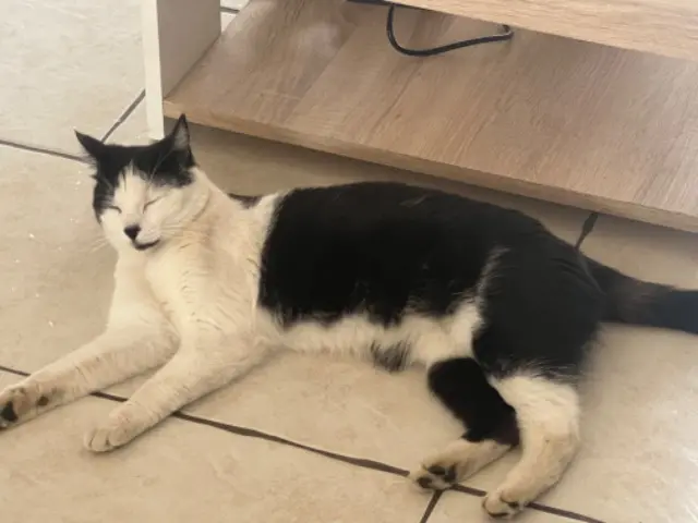 chat lost   69780 Mions Simba