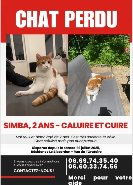 chat lost   69300 Caluire-et-Cuire Simba