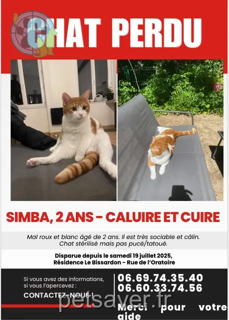 Kater vermisst 69300 Caluire-et-Cuire Simba Kater lost 69300 Caluire-et-Cuire Simba