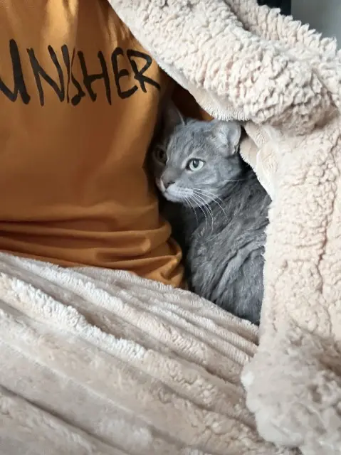 chat lost   69520 Grigny-sur-Rhône Slash