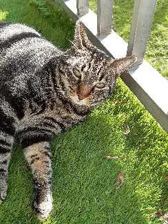Chat Perdu 69M Métropole de Lyon - Smocky Chat Perdu 69M Métropole de Lyon - Smocky