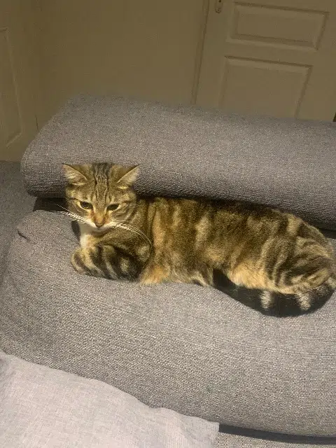 chat lost   69320 Feyzin Socket