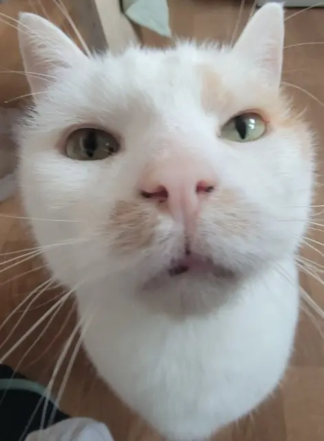 chat lost   69700 Givors Sunday