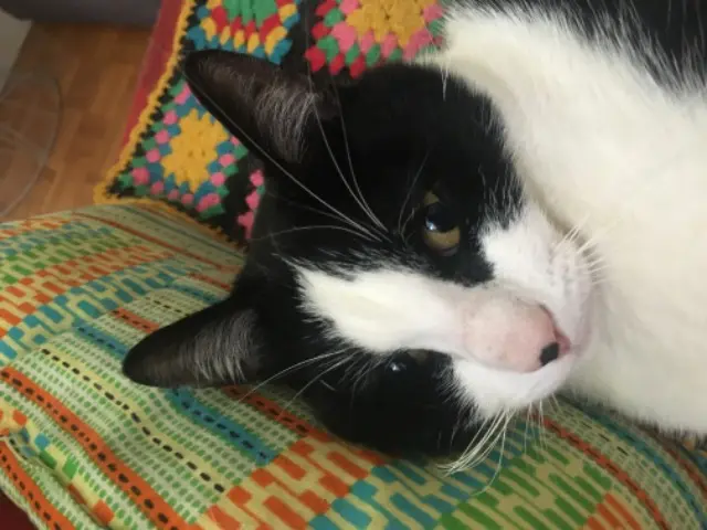 chat lost   69340 Francheville Tahiti