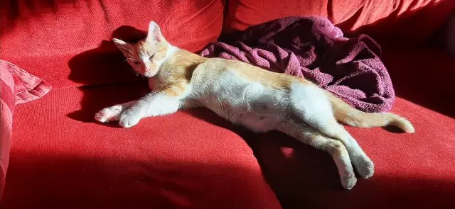chat lost   69300 Caluire-et-Cuire Tao