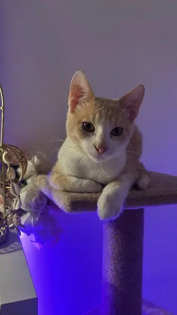 chat lost   69580 Sathonay-Village Tassili