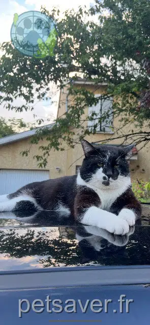 chat lost 69500 Bron Thor