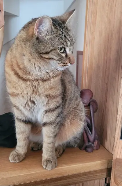 chat lost   69140 Rillieux-la-Pape TIGROU
