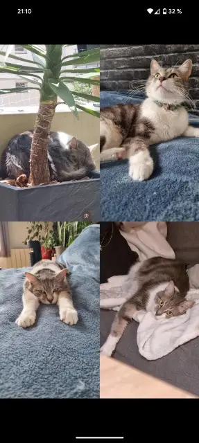 chat lost   69250 Fleurieu-sur-Saône Titou