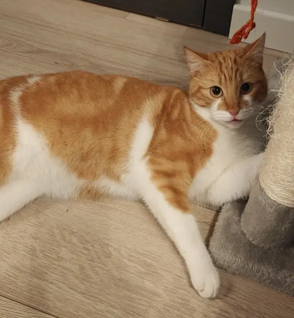 chat lost   69330 Meyzieu Tofi