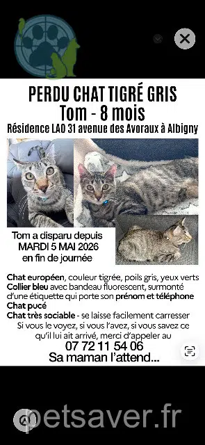 chat lost   69250 Albigny-sur-Saône Tom