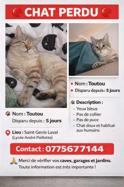 cat lost 69230 Saint-Genis-Laval Toutou cat lost 69230 Saint-Genis-Laval Toutou