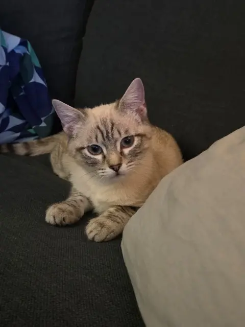 chat lost   69330 Meyzieu Tsehay