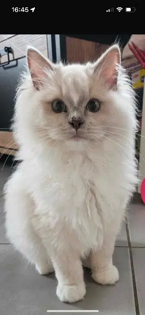 chat lost   69330 Meyzieu Tsuki