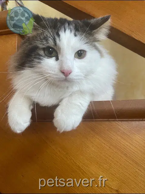 gatto lost   69300 Caluire-et-Cuire Uki