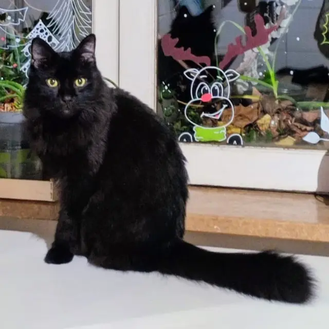 chat lost   69100 Villeurbanne Antoine