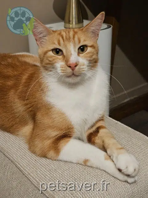 chat lost   69100 Villeurbanne Bello