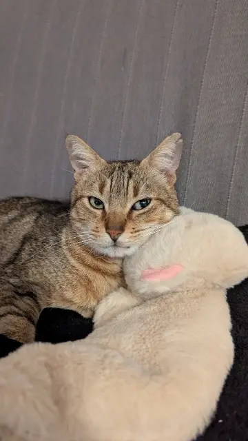 chat lost   69100 Villeurbanne Chooky