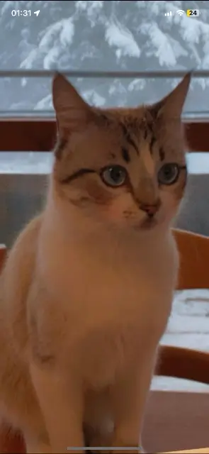 chat lost   69100 Villeurbanne Coco