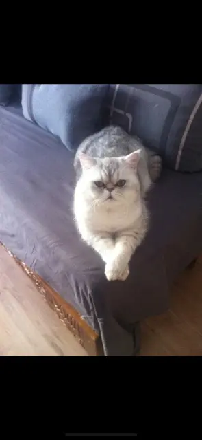 chat lost   69100 Villeurbanne Nao