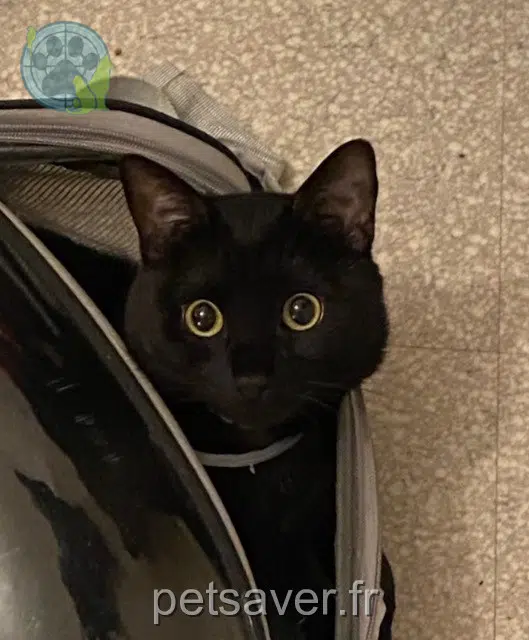 chat lost   69100 Villeurbanne Oka