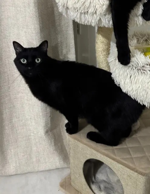 gatto perso 69100 Villeurbanne Onyx gatto lost 69100 Villeurbanne Onyx