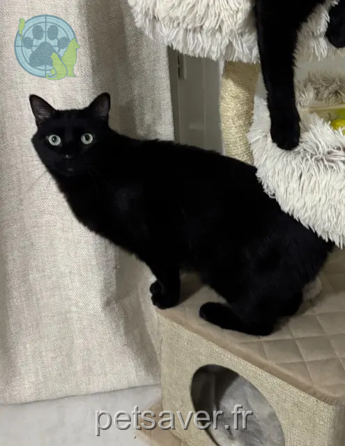 Kater vermisst 69100 Villeurbanne Onyx Kater lost 69100 Villeurbanne Onyx