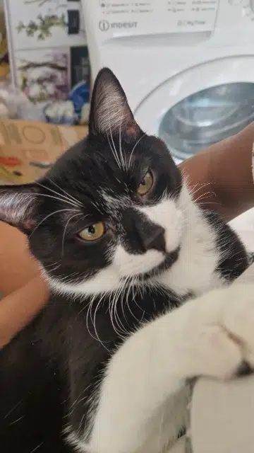 chat lost   69100 Villeurbanne Simba